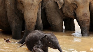 A baby elephant charges ahead of two adult elephants, playing in the water.
