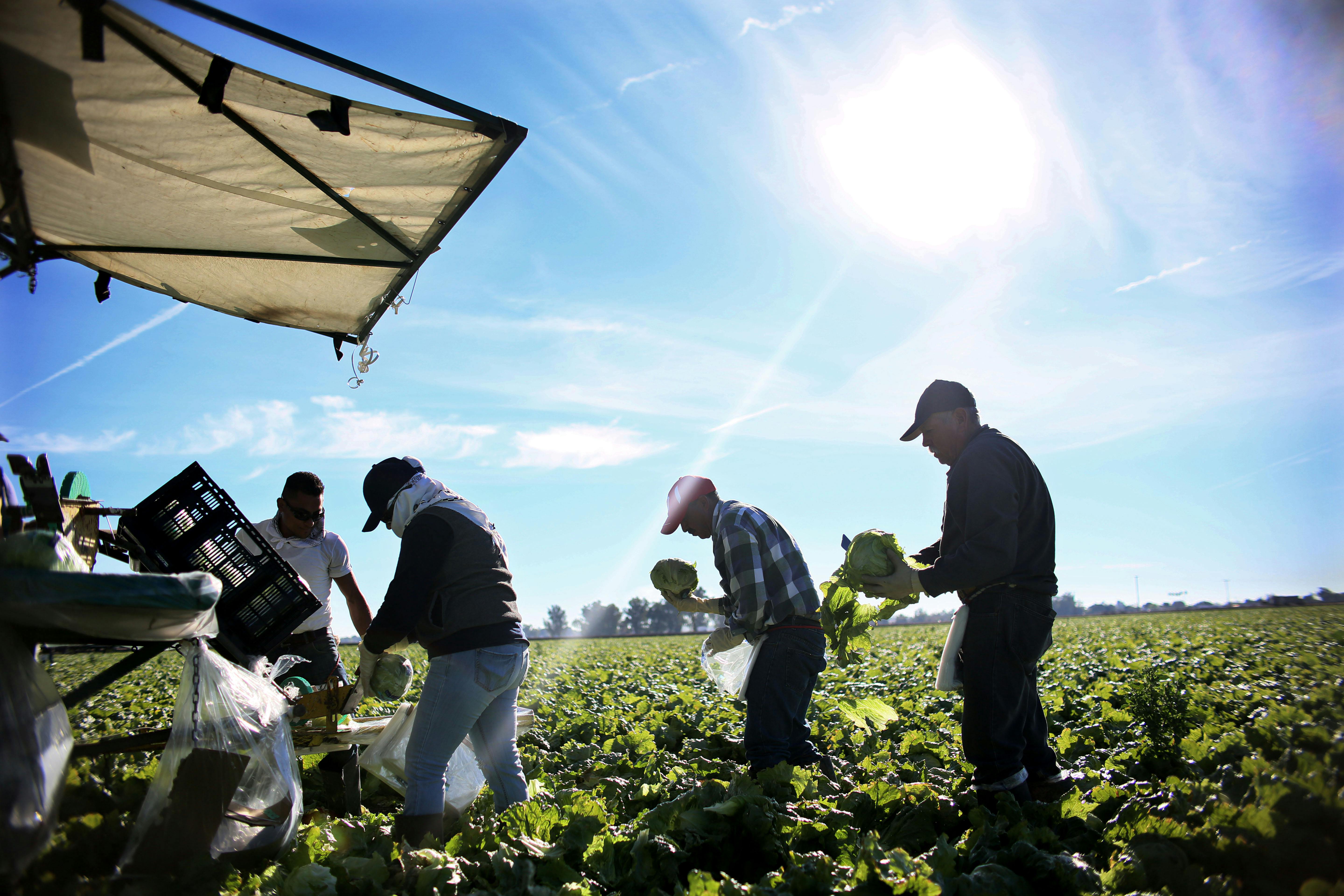 Supreme Court Rules Against Farmworkers And Their Unions In Critical ...