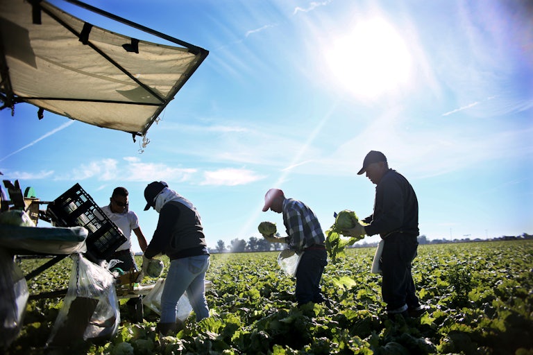 Mexican farm workers harvest lettuce in a field outside of Brawley, California.