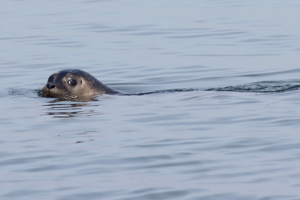 A seal swims in the water.