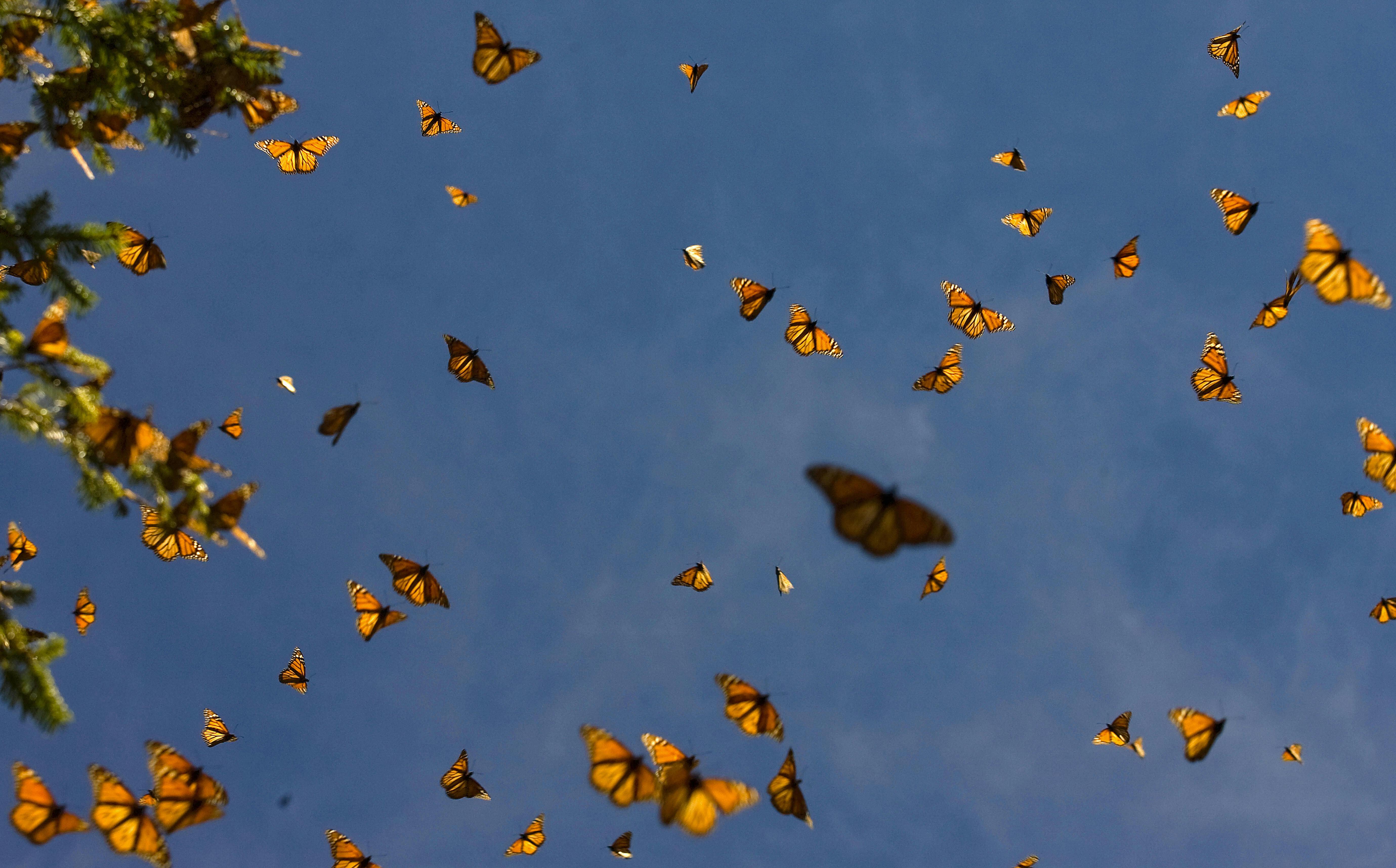 Огромные бабочки порхали. Бабочка Монарх Баттерфляй. Много бабочек. Стая бабочек. Стайка бабочек.