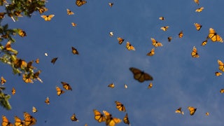 Monarch butterflies are seen from below against a blue sky.
