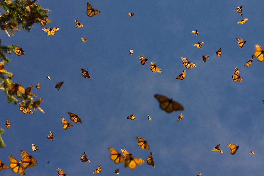 Monarch butterflies are seen from below against a blue sky.