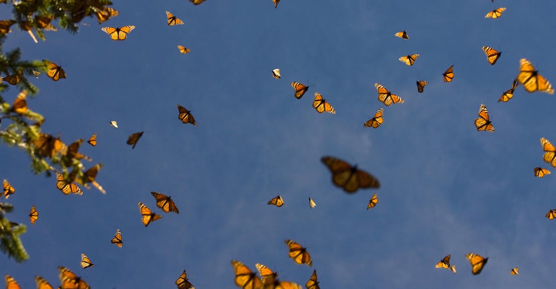 The Vanishing of Biden’s Biodiversity Agenda The Vanishing of Biden’s Biodiversity Agenda