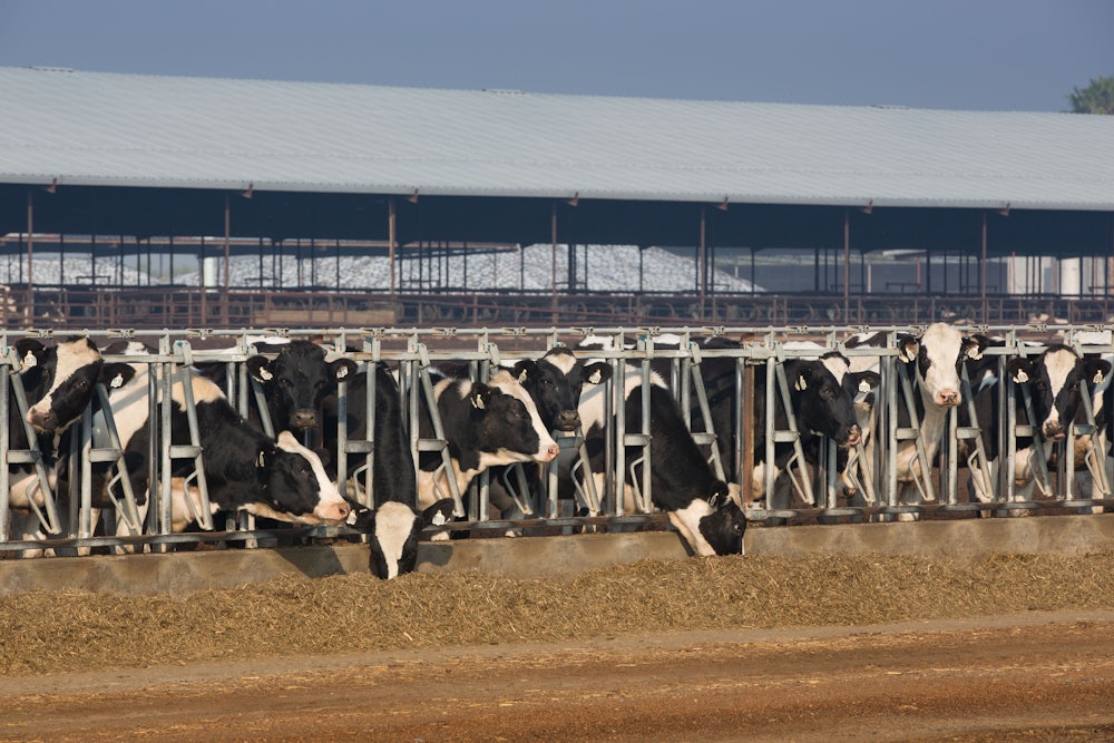 Cows eat in a feed lot.