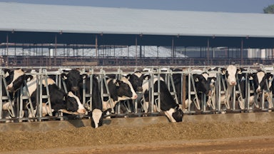 Cows eat in a feed lot.