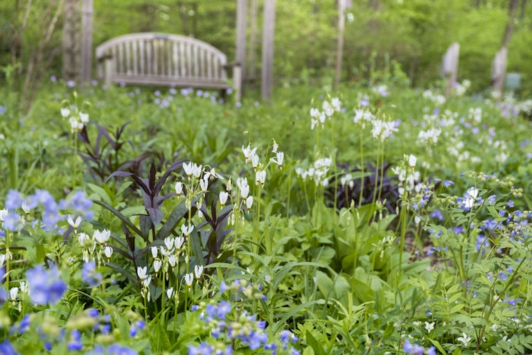 This picture shows wildflowers in the foreground, with a wooden bench behind them.