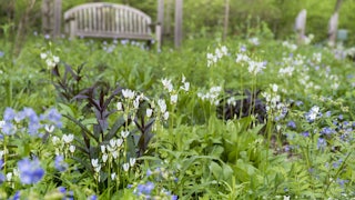 This picture shows wildflowers in the foreground, with a wooden bench behind them.