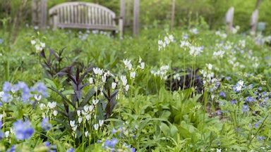 This picture shows wildflowers in the foreground, with a wooden bench behind them.