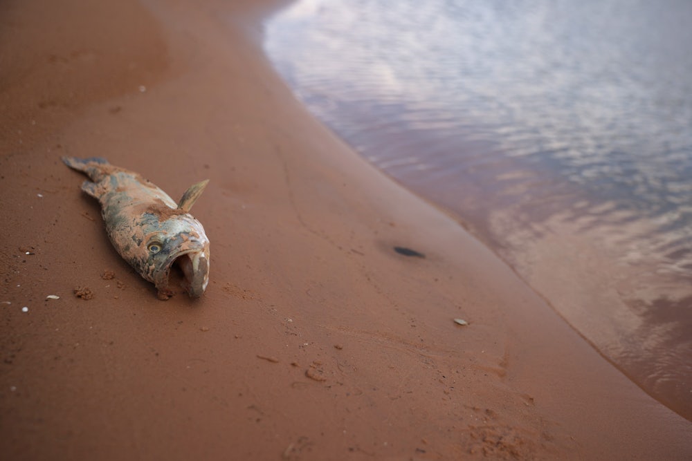 A dead fish lies about a foot from the waterline.