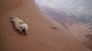A dead fish lies about a foot from the waterline.