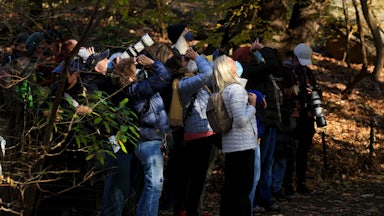 A group of bird watchers look up through binoculars and cameras.