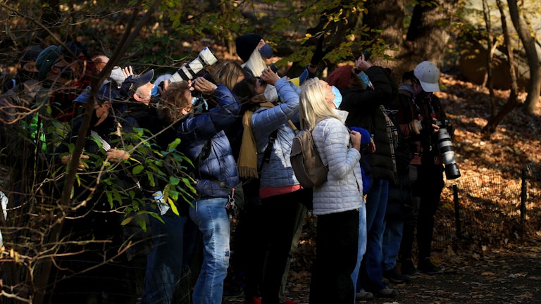 A group of bird watchers look up through binoculars and cameras.