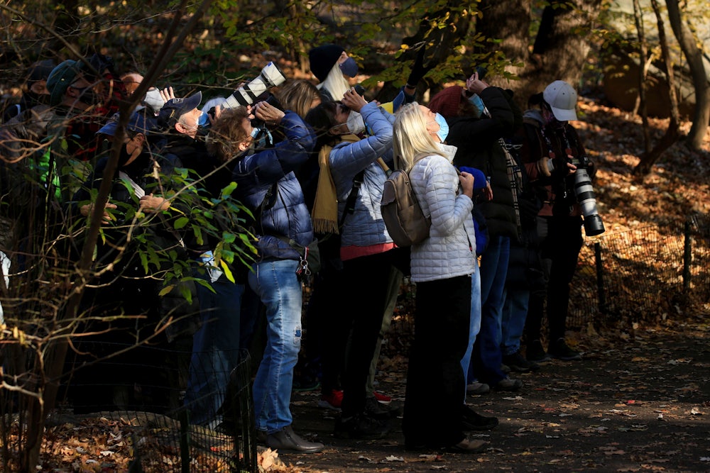A group of bird watchers look up through binoculars and cameras.