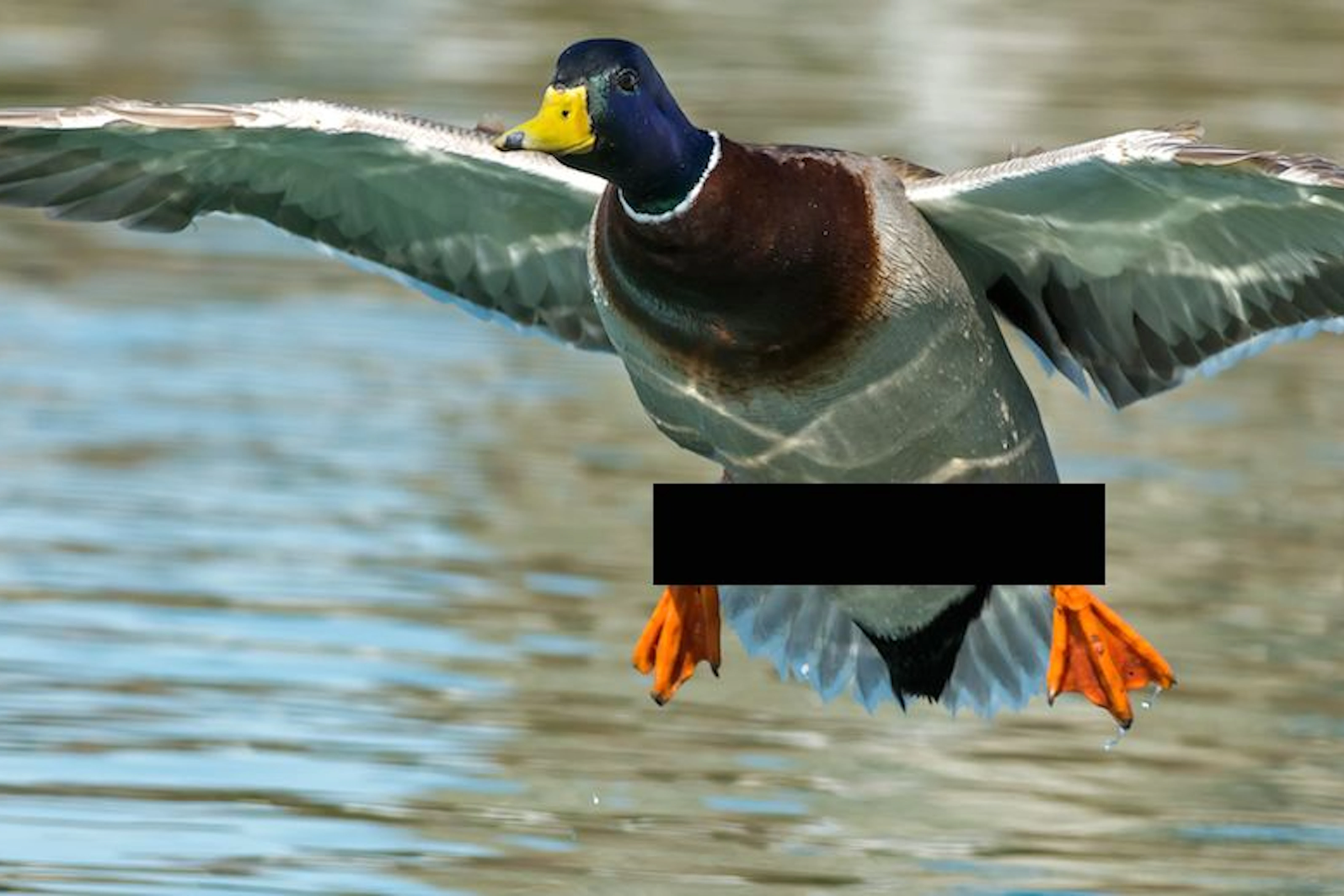 Duck Penis Paradox PLOS One s Mission To Democratize Science The New duck-penis-paradox-plos-one-s-mission-to-democratize-science-the-new