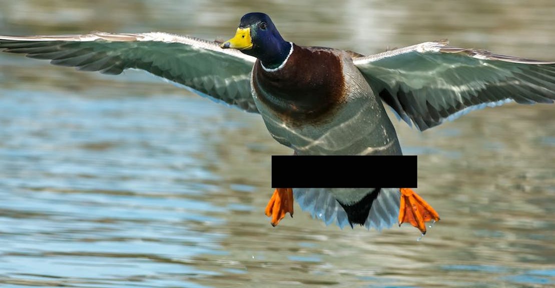 Duck Penis 79