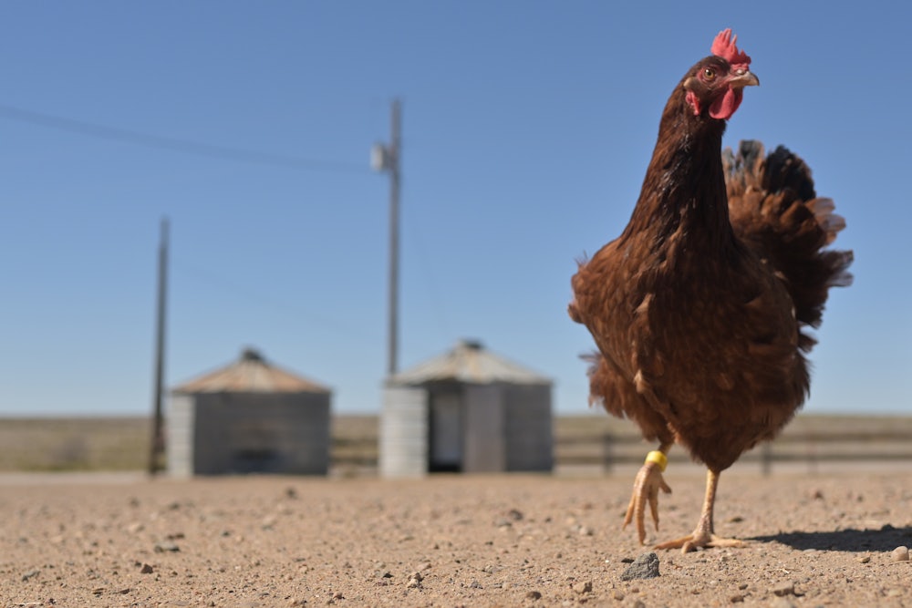 A chicken roams outside Val Emick's ranch south of Lamar, Colorado.