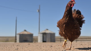 A chicken roams outside Val Emick's ranch south of Lamar, Colorado.