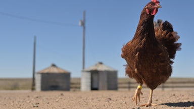 A chicken roams outside Val Emick's ranch south of Lamar, Colorado.