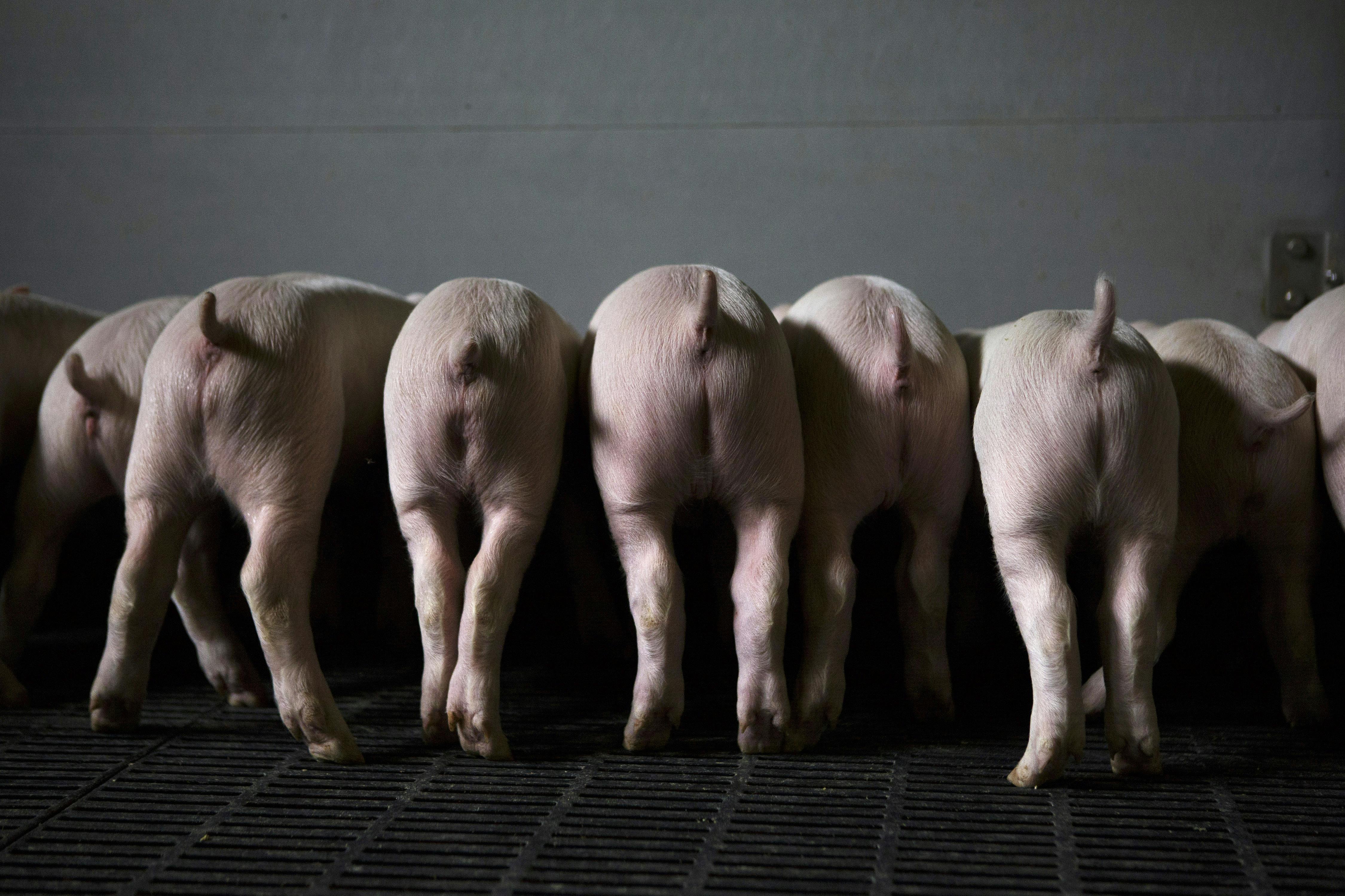 Среди свиней. Свинья. Фото свиньи. Поросята.