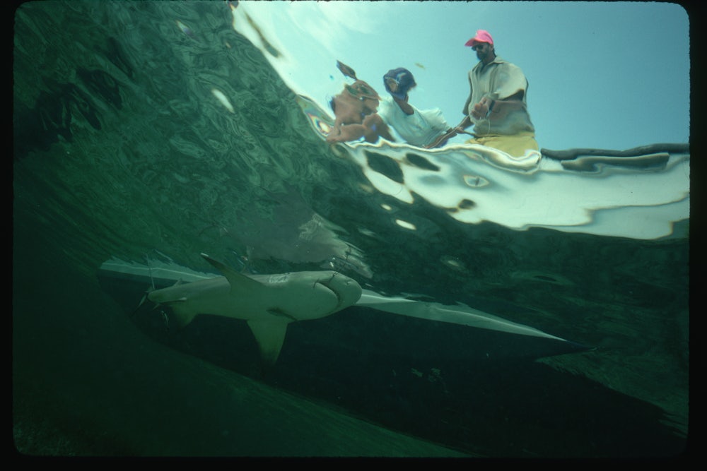 An underwater image shows a shark beneath a boat.