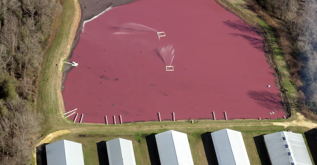 Burning Pig Poop Fumes Doesn’t Solve Anything Burning Pig Poop Fumes Doesn’t Solve Anything