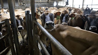 Cows stand in a metal pen under a roof, with one particular cow craning her head forward to look at the camera.