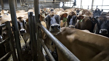 Cows stand in a metal pen under a roof, with one particular cow craning her head forward to look at the camera.