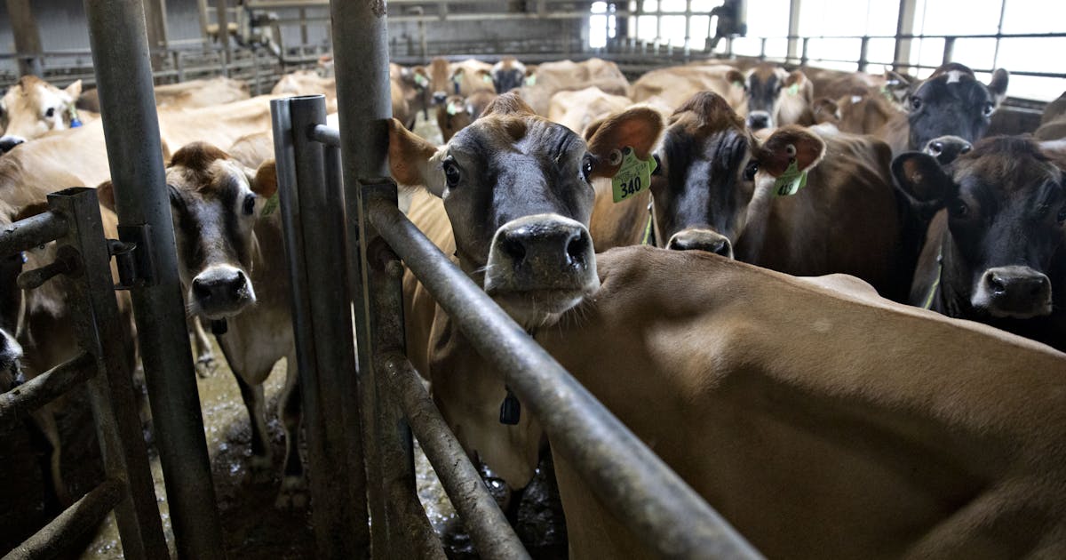 The False Promise of Turning Poop Into FuelBiodigesters have been hailed as a climate-friendly way to reduce agricultural emissions and provide ...