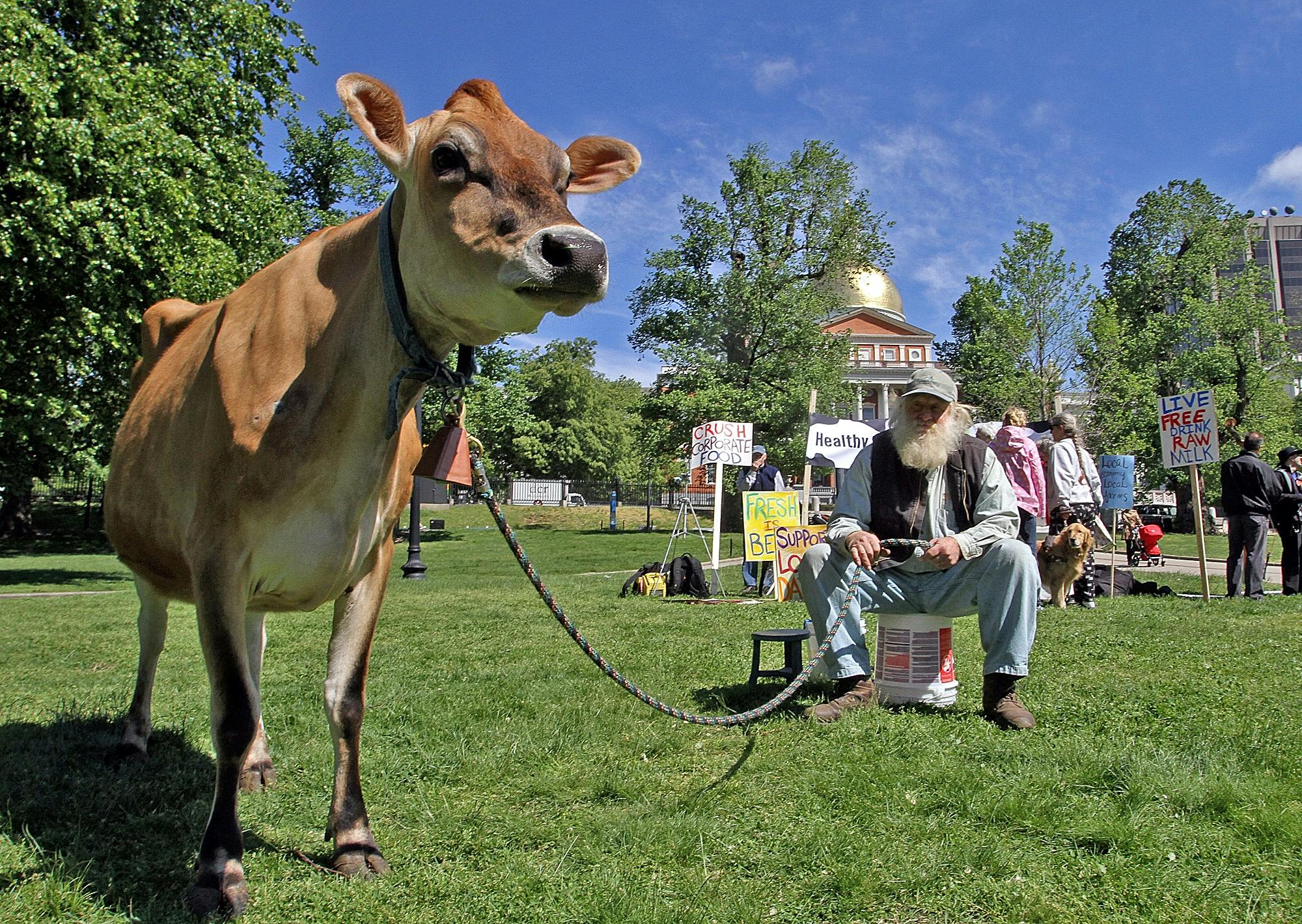 A man sits on a bucket on Boston Common, holding the tether to a Jersey Cow, in support of raw milk.