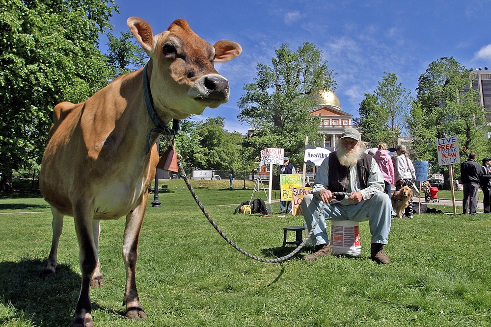 A man sits on a bucket on Boston Common, holding the tether to a Jersey Cow, in support of raw milk.