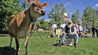 A man sits on a bucket on Boston Common, holding the tether to a Jersey Cow, in support of raw milk.