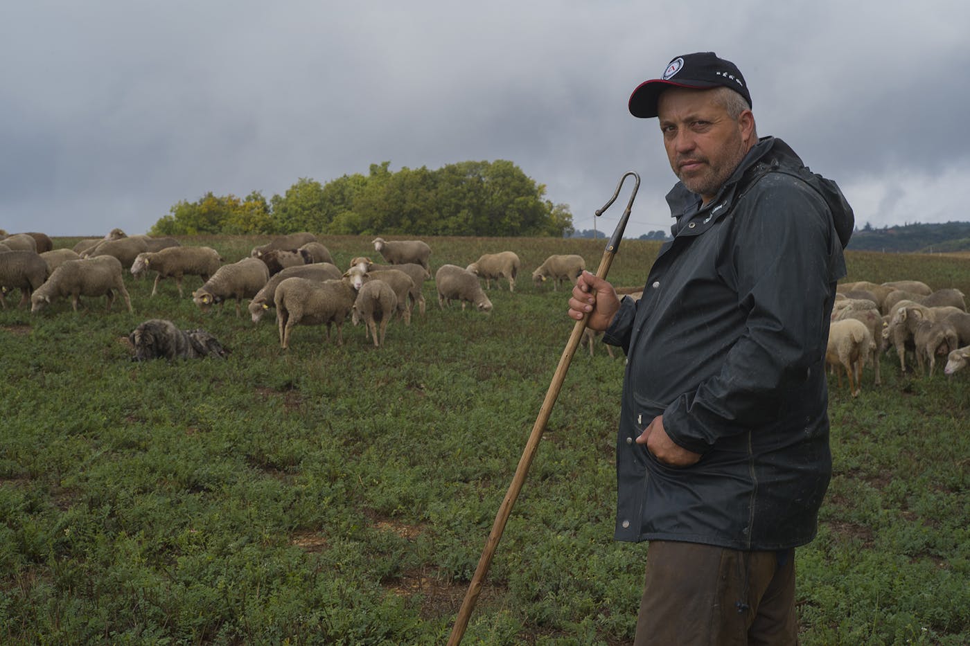 A photograph of In 2019, sheepherder Julien Giraud with his flock photographed Valensole, France, in September 2025; In 2019, wolves killed more than 100 of his sheep over three nights.