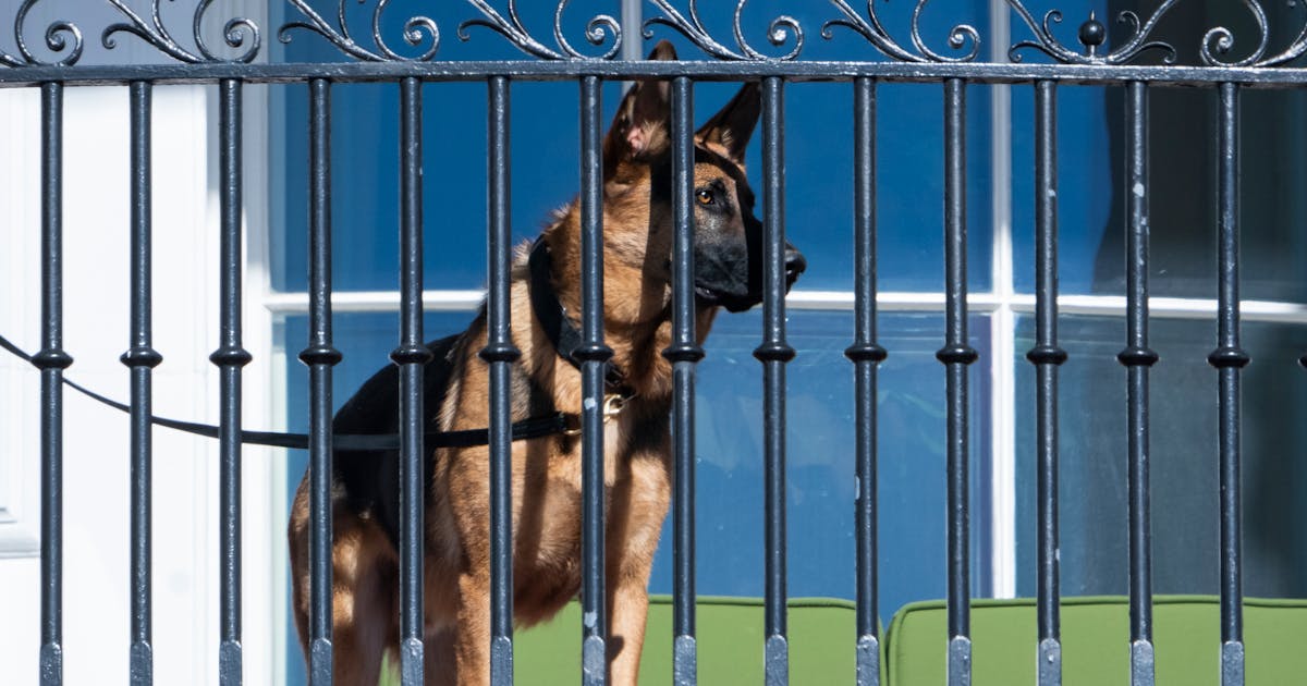 Right Wingers ID Newest Biden Crime Family Member: His Dog Right Wingers ID Newest Biden Crime Family Member: His Dog