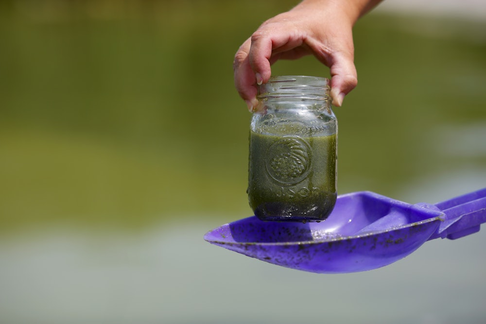 A hand holds a jar of filled with thick green liquid, held over a purple plastic shovel.