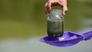 A hand holds a jar of filled with thick green liquid, held over a purple plastic shovel.