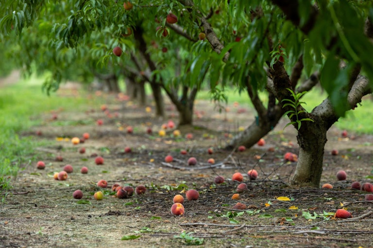 Peaches lie on the ground beneath a tree.