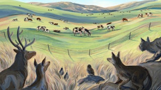 Wildlife watch cows grazing in a fenced-off area.