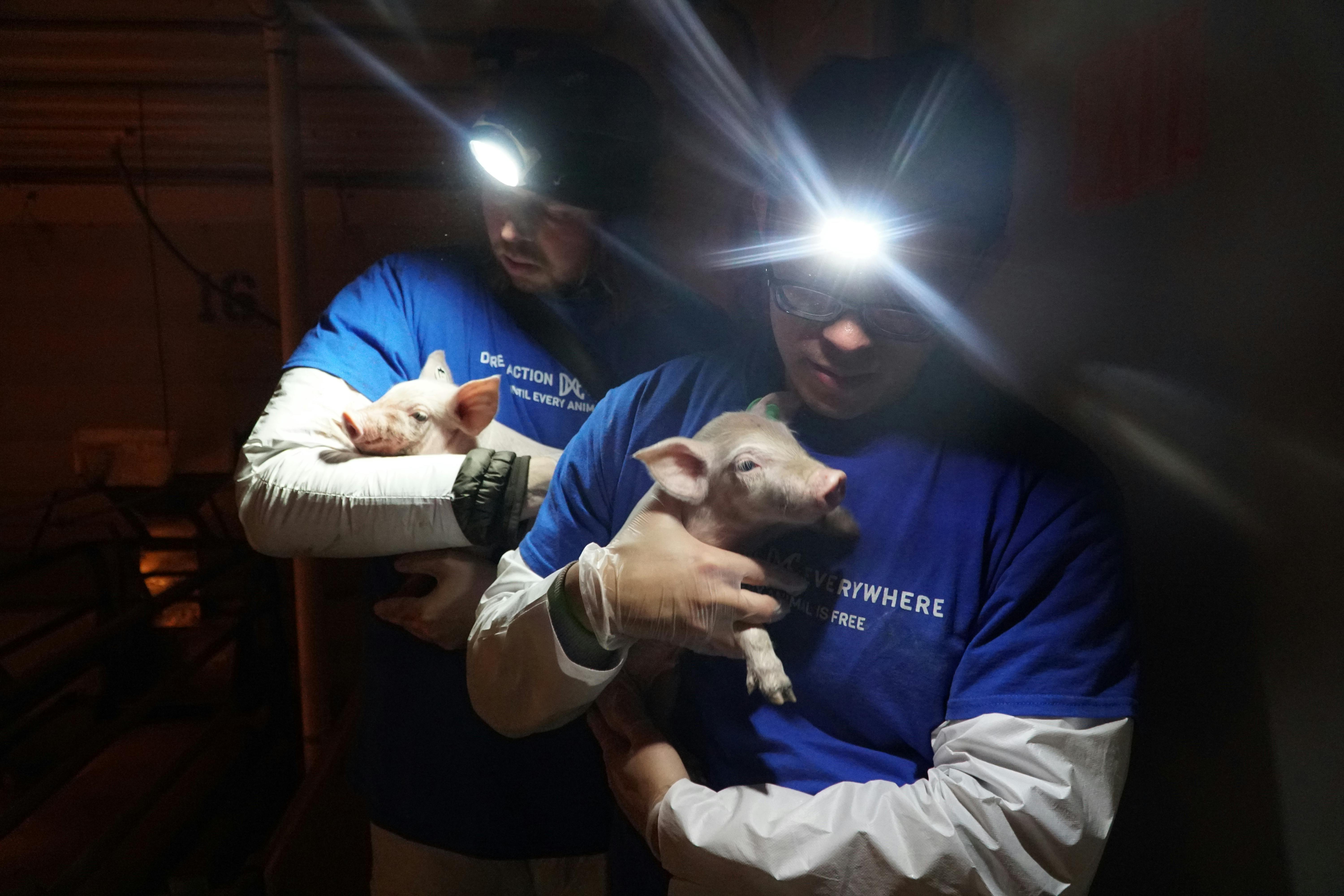 Animal Rights Activists Rescued Two Piglets From Slaughter. They Wanted to  Get Caught. | The New Republic