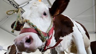 A Montbeliarde breed cow stands in its enclosure at an agricultural fair.