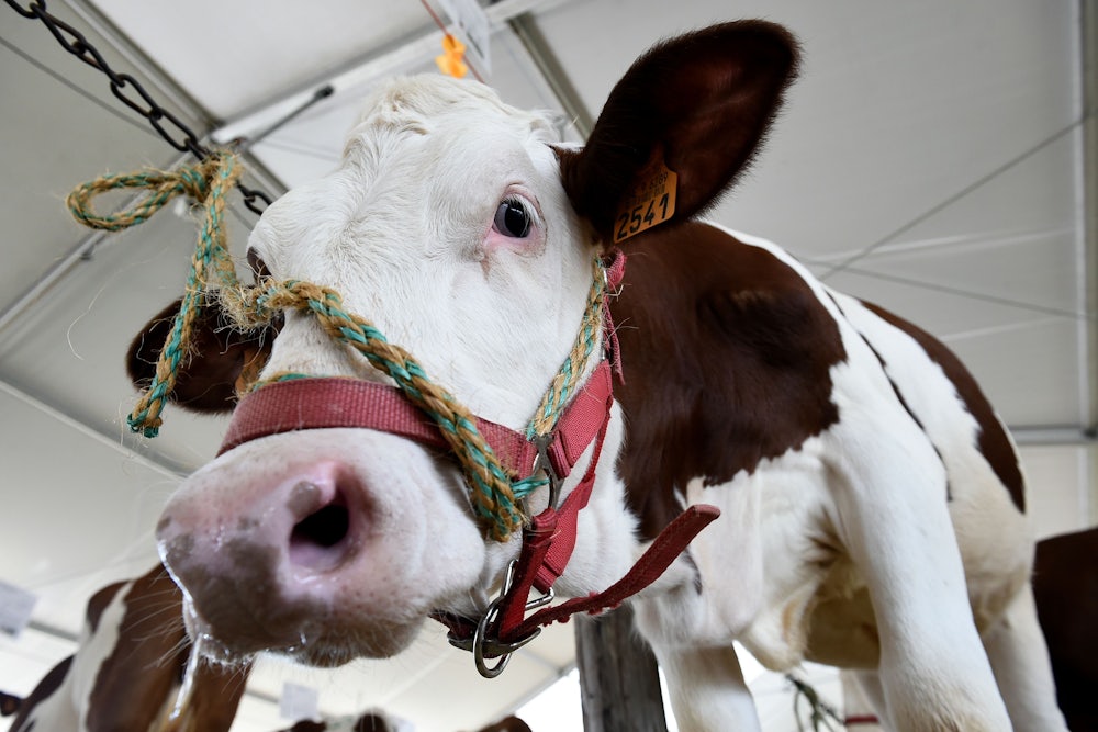 A Montbeliarde breed cow stands in its enclosure at an agricultural fair.