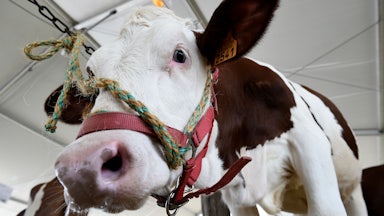 A Montbeliarde breed cow stands in its enclosure at an agricultural fair.