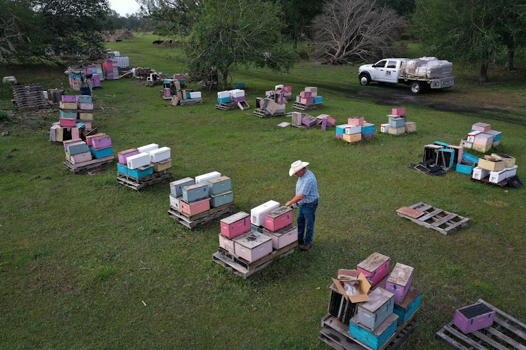 Aerial view of a bee farm, with boxes everywhere. One man stands in the midst of it.
