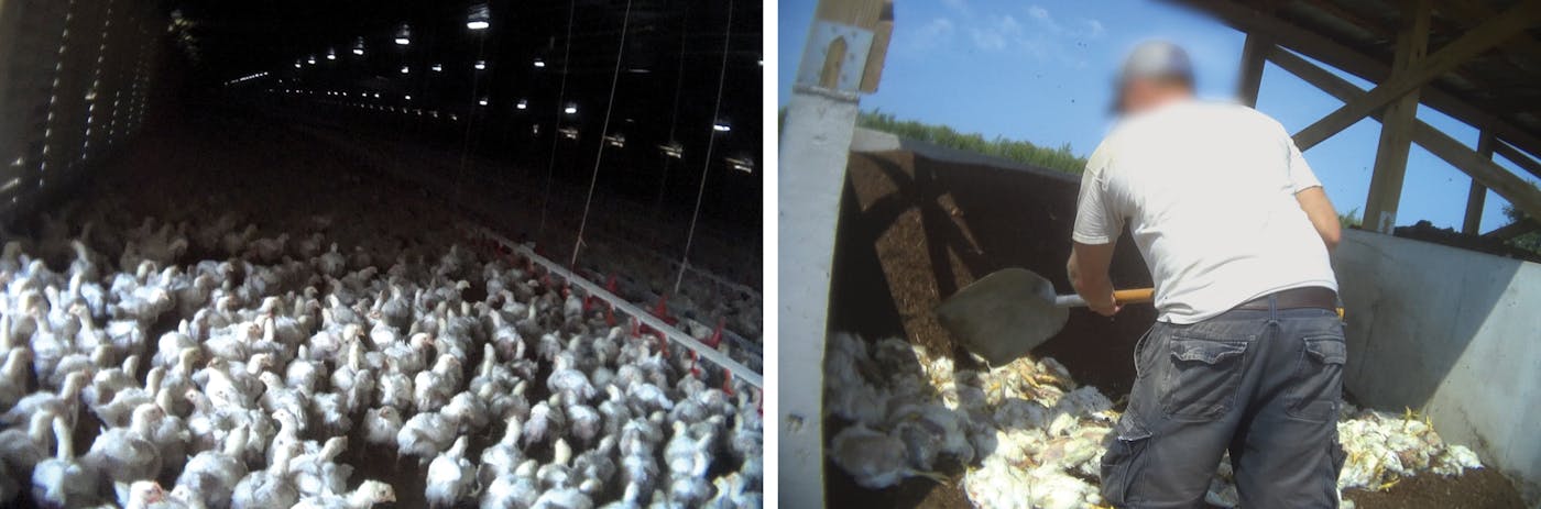 Amid Bird Flu Outbreak, Meat Producers Seek “Ventilation Shutdown” to  Mass-Suffocate Chickens