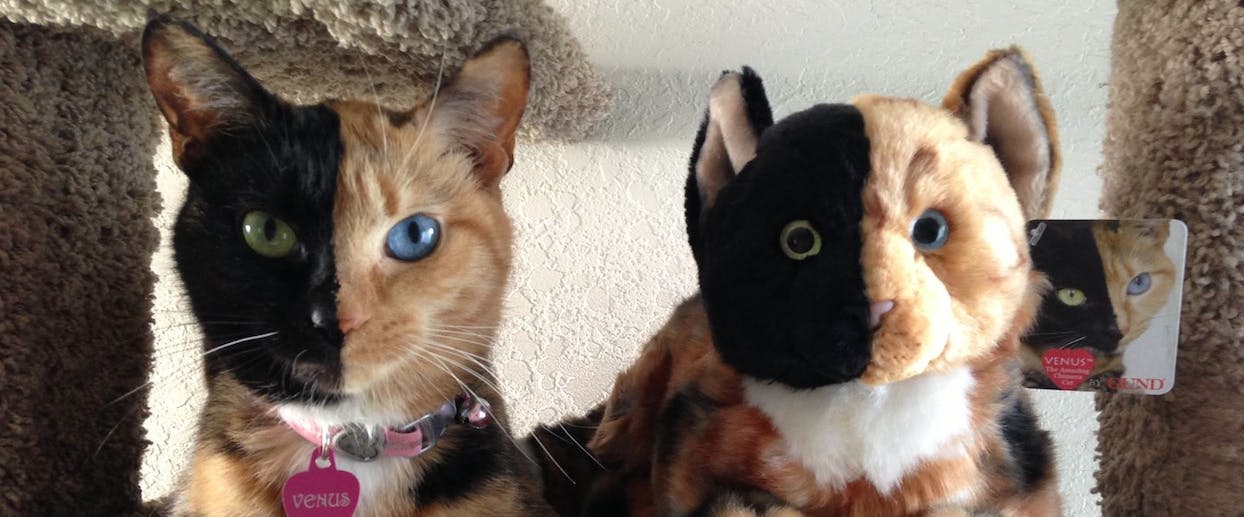 Is chimera cat real?