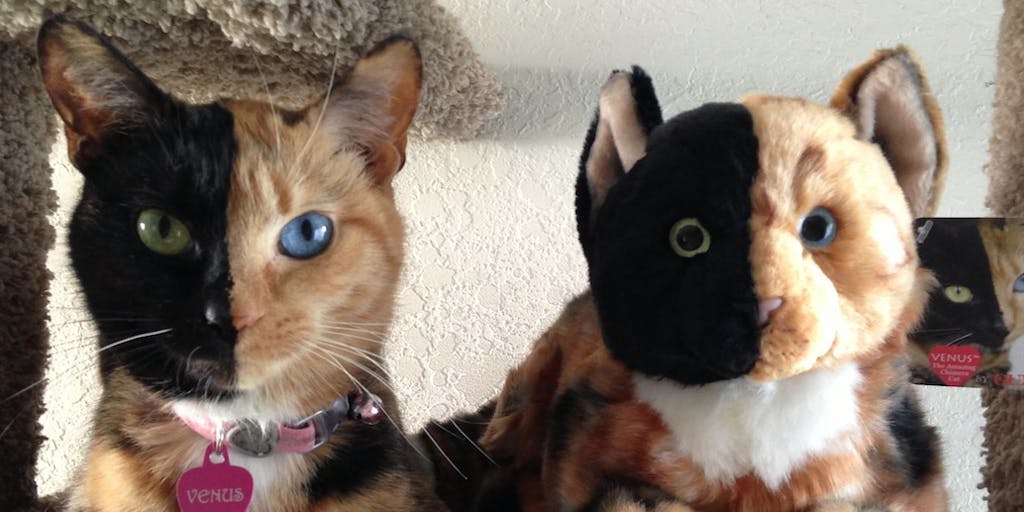 Venus The Chimera Cat Explained By Geneticist The New Republic