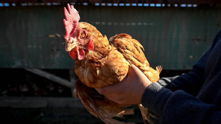 A person's hands hold a hen.