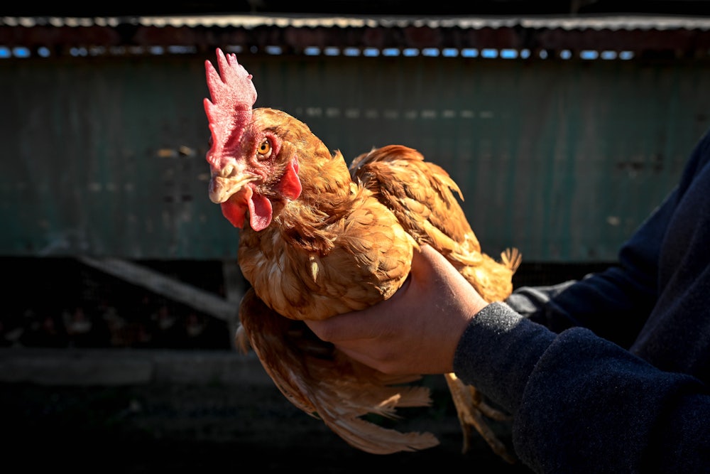 A person's hands hold a hen.