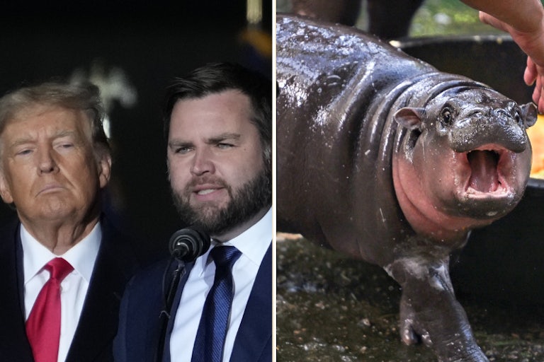 Splitscreen photo of Donald Trump and JD Vance, and photo of Moo Deng with her mouth wide open