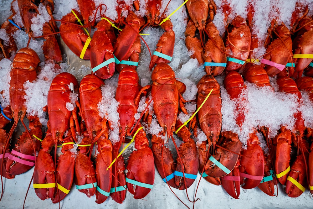 Red, cooked lobsters are lined up on ice with rubber bands around their claws.